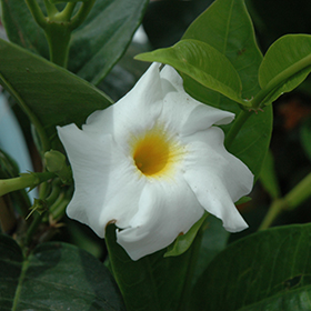 Plant Photo 2