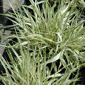 Plant Photo 4