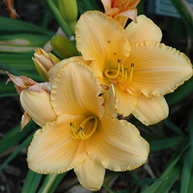 Plant Photo 8