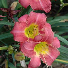 Plant Photo 9