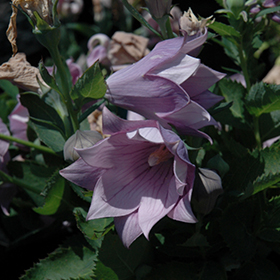 Plant Photo 1