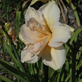 Plant Photo 5
