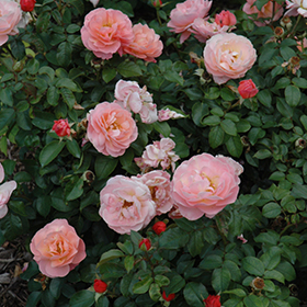 Plant Photo 3