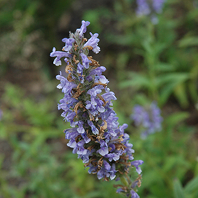 Plant Photo 5