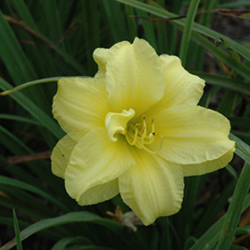 Plant Photo 9