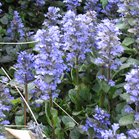 Plant Photo 3