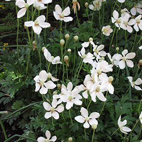 Plant Photo 10
