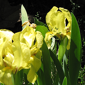Plant Photo 1