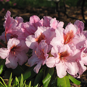 Plant Photo 10