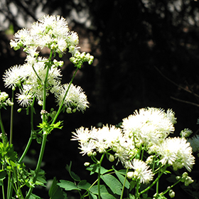 Plant Photo 1
