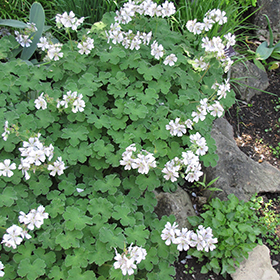 Plant Photo 3