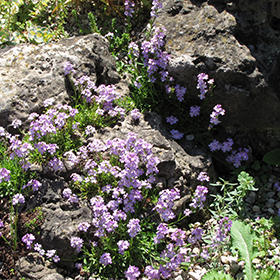 Plant Photo 8