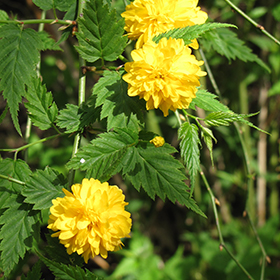 Plant Photo 2