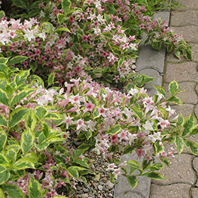 Plant Photo 4