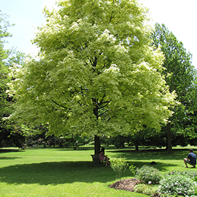 Plant Photo 8