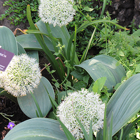 Plant Photo 8