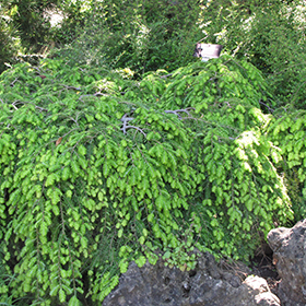 Plant Photo 7