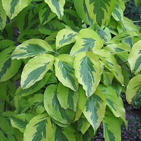 Plant Photo 6