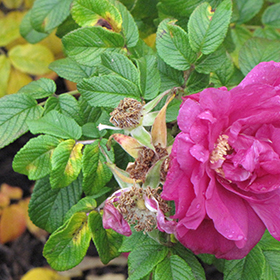Plant Photo 10