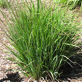 Plant Photo 10