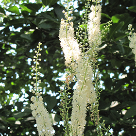 Plant Photo 8