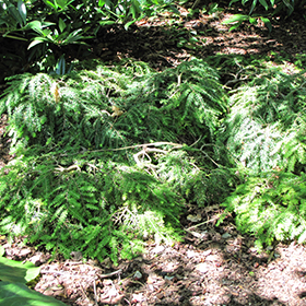 Plant Photo 9