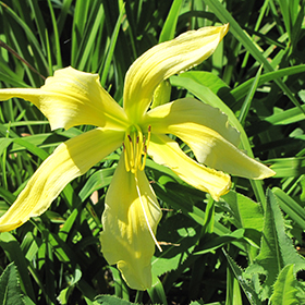 Plant Photo 5