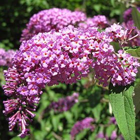 Plant Photo 3