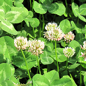 Plant Photo 1