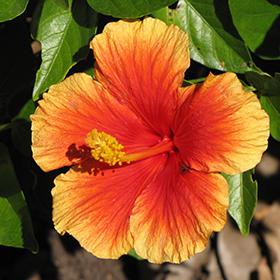 Plant Photo 5