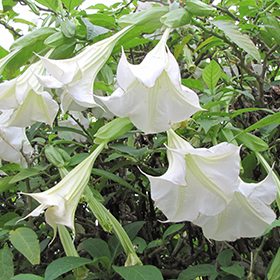 Plant Photo 8