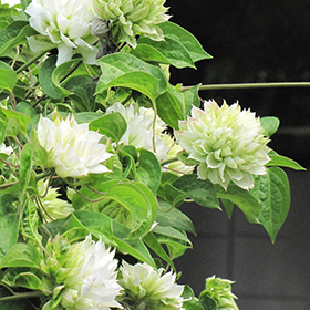 Plant Photo 3