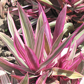 Plant Photo 9