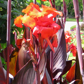 Plant Photo 4