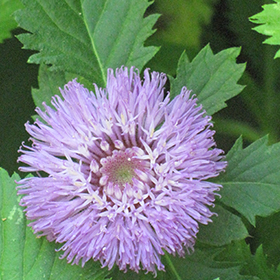 Plant Photo 1