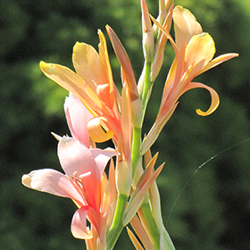 Plant Photo 5
