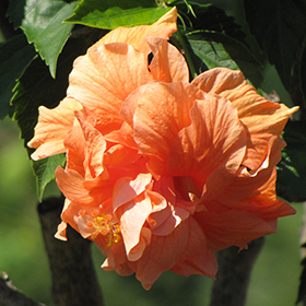 Plant Photo 2