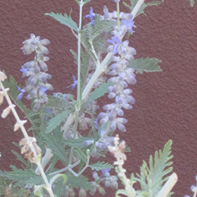 Plant Photo 3