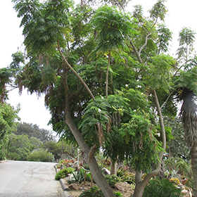 Plant Photo 4