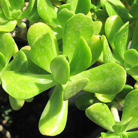 Plant Photo 10