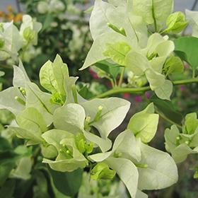 Plant Photo 6