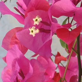 Plant Photo 7