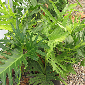 Plant Photo 7