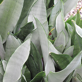 Plant Photo 2