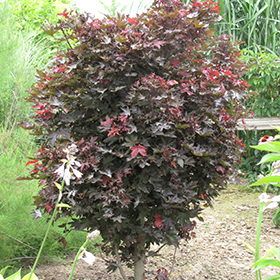 Plant Photo 3