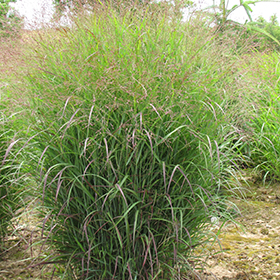 Plant Photo 9