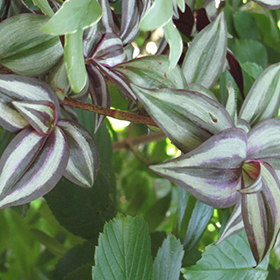 Plant Photo 5