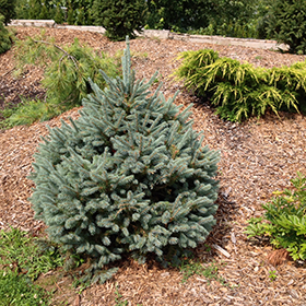 Plant Photo 4