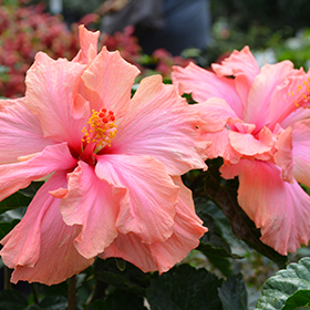 Plant Photo 1