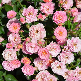 Plant Photo 5